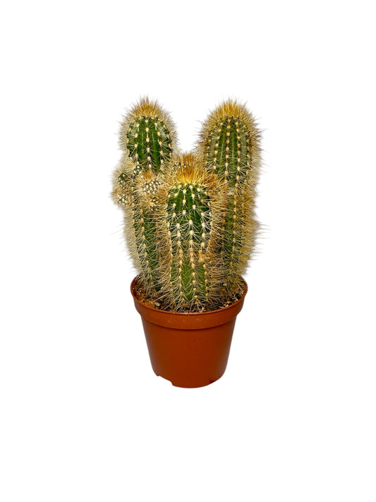 Κάκτος Pilosocereus chrysostele - Χρυσή Δάδα Φ8.5εκ.