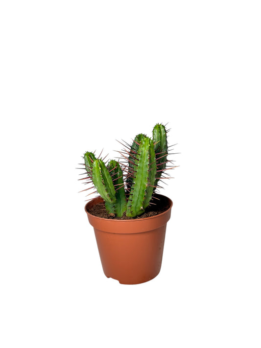 Παχύφυτο Ευφόρμπια - Euphorbia enopla (Pincushion Euphorbia) Φ8.5εκ.