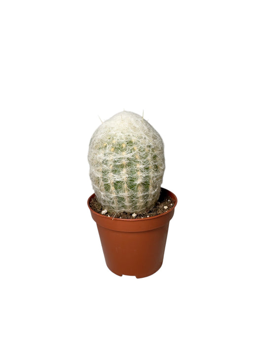 Κάκτος Espostoa melanostele (Περουβιανή ηλικιωμένη κυρία) Φ8.5εκ.