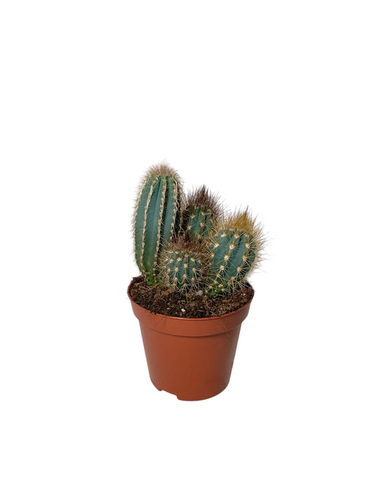 Κάκτος Pilosocereus pachycladus (Blue Columnar Cactus) Φ8.5εκ.