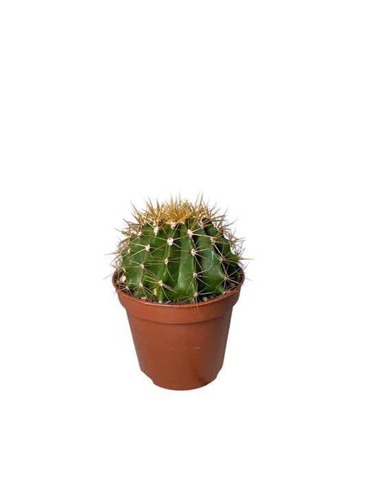Κάκτος Echinocactus grusonii (Golden Barrel Cactus) Φ8.5εκ.