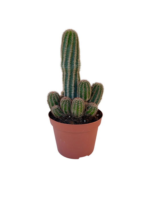 Κάκτος Echinocereus pectinatus - Ουράνιο Τόξο Φ10.5εκ.