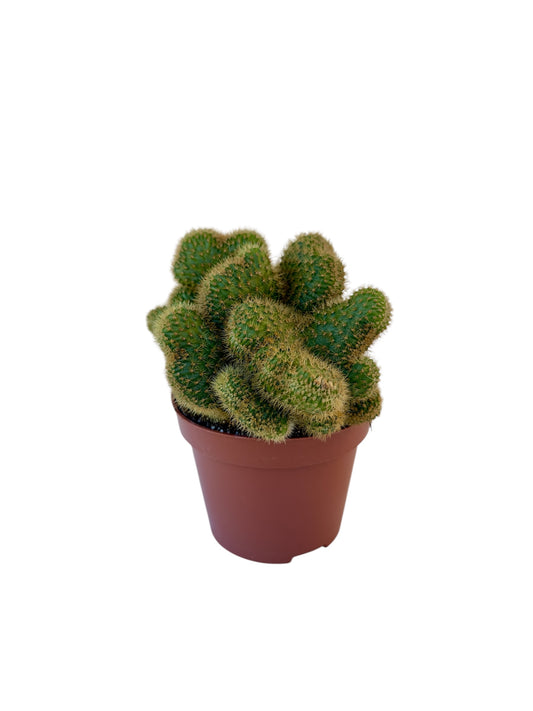 Κάκτος Hildewintera aureispina 'Cristata' Φ10.5εκ.