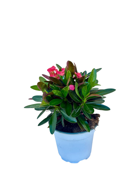 Παχύφυτο Euphorbia milii (Αγκάθι του Χριστού) Φ13εκ.