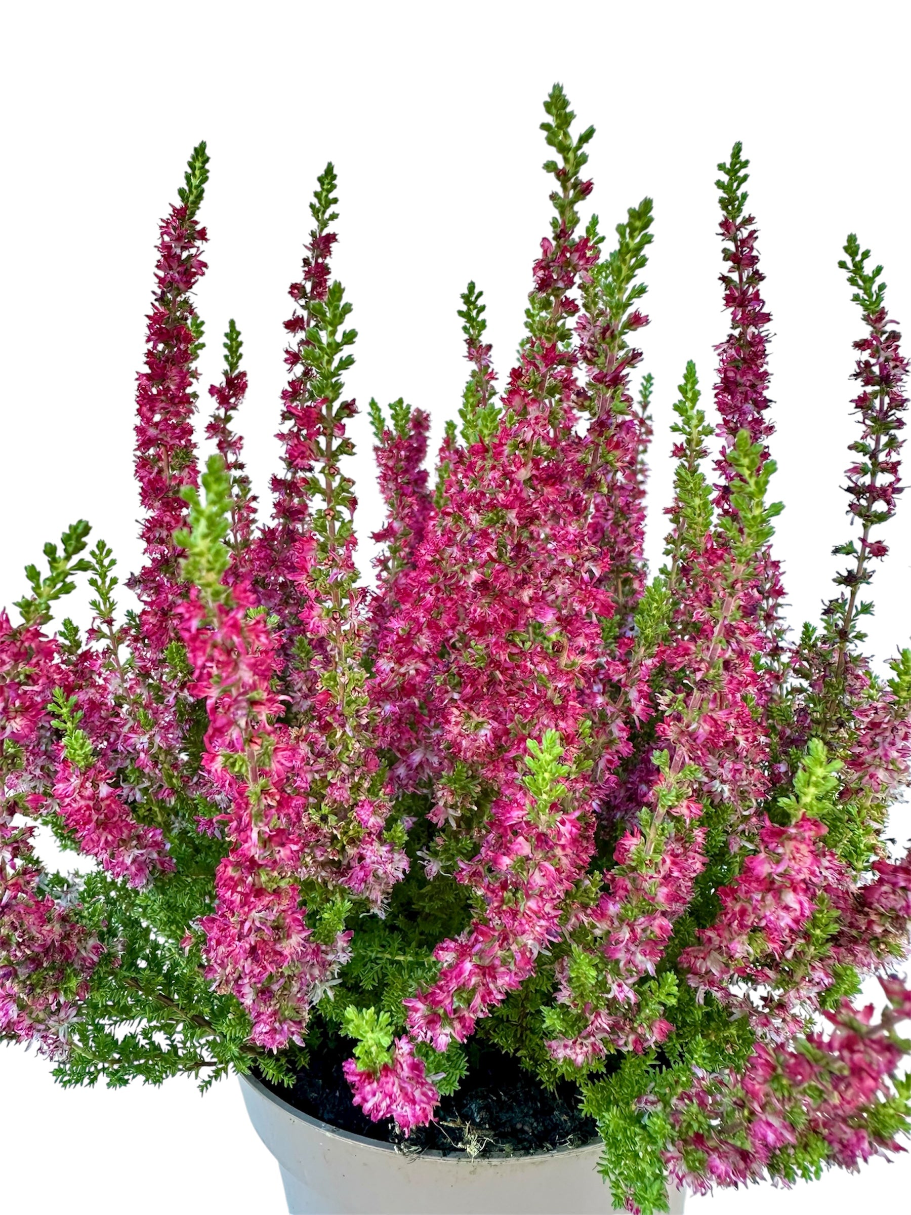 Καλούνα - Calluna vulgaris 'Disco Queen' winterhart Φ11εκ.