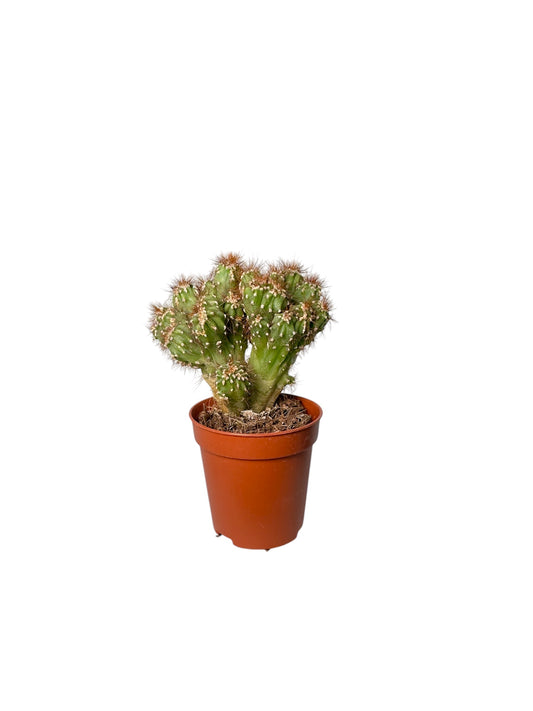 Κάκτος Φ5.5εκ.