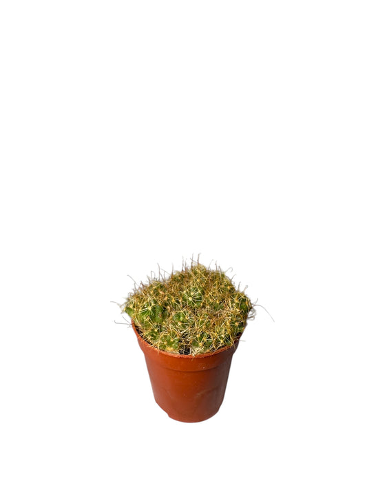 Κάκτος Φ5.5εκ.