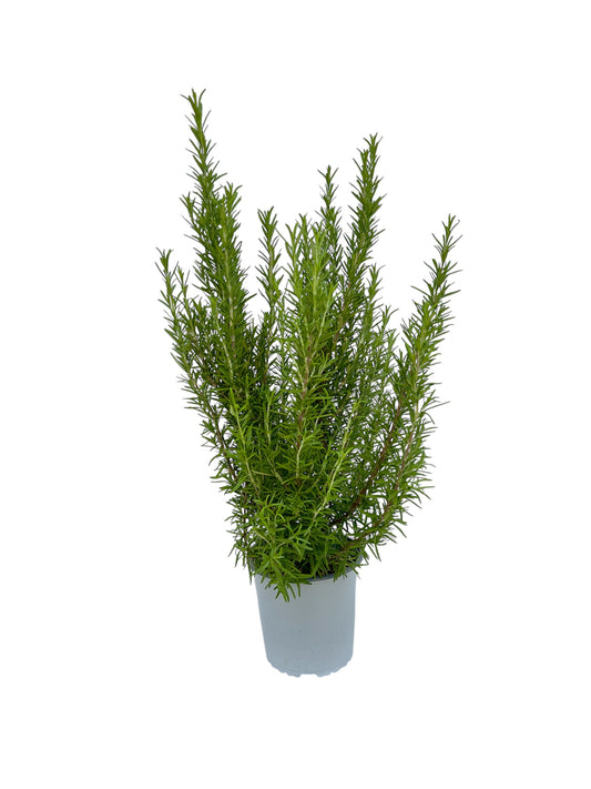 Δενδρολίβανο - Rosmarinus Φ17εκ.