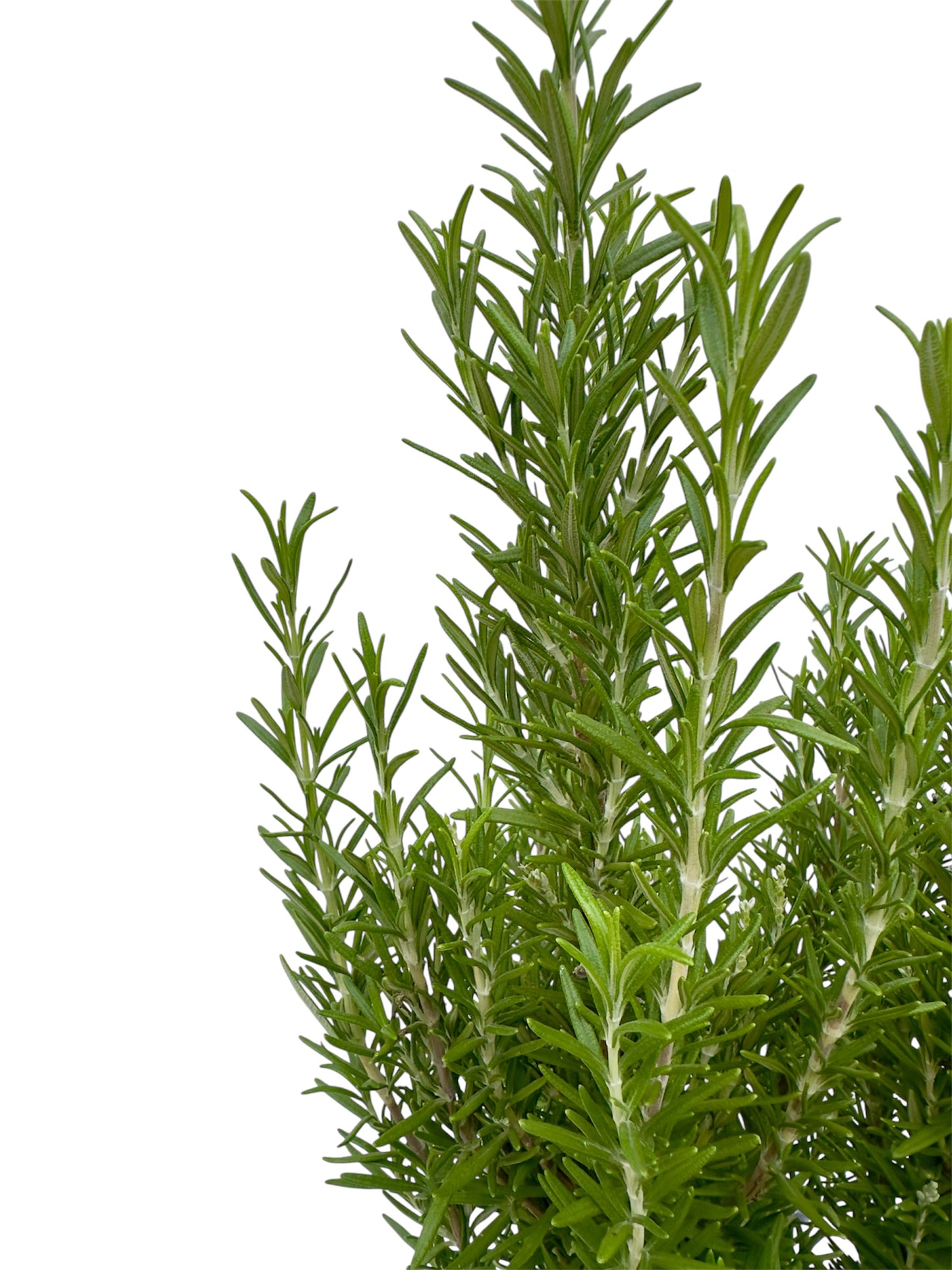 Δενδρολίβανο - Rosmarinus officialis Φ17εκ.