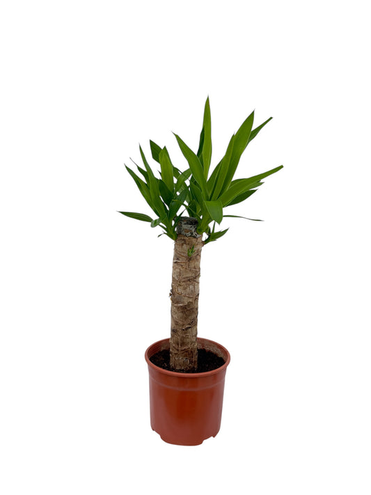 Γιούκα Φ14εκ.