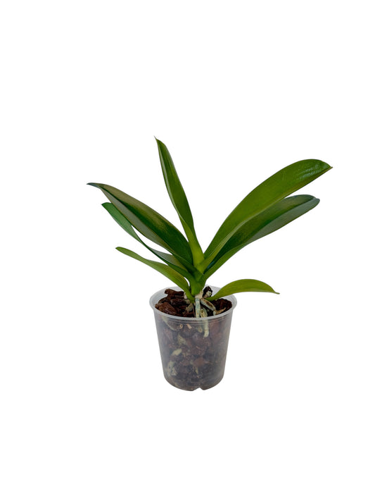 Ορχιδέα απανθισμένη (τυχαίο χρώμα) Φ12εκ.