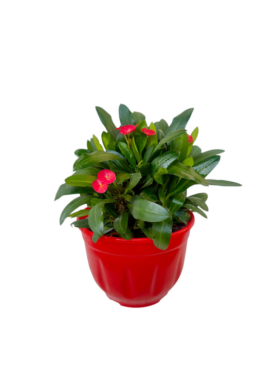 Κάκτος Euphorbia αγκαθάκι του Χριστού Φ19εκ.