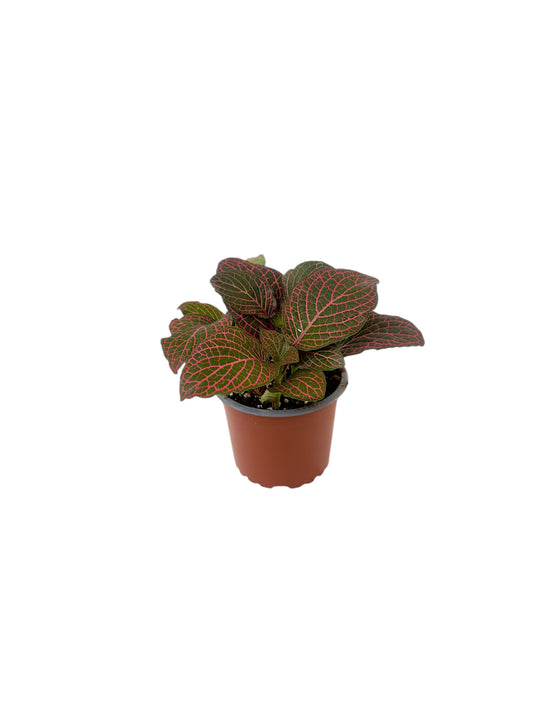 Φιτόνια - Fittonia Φ9