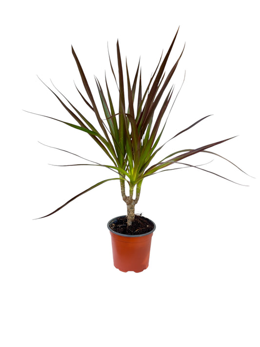 Μαρτζινάτα Φ11εκ.