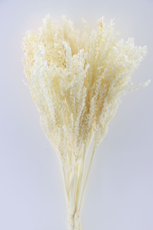 Mais Bleached αποξηραμένο κλαδί