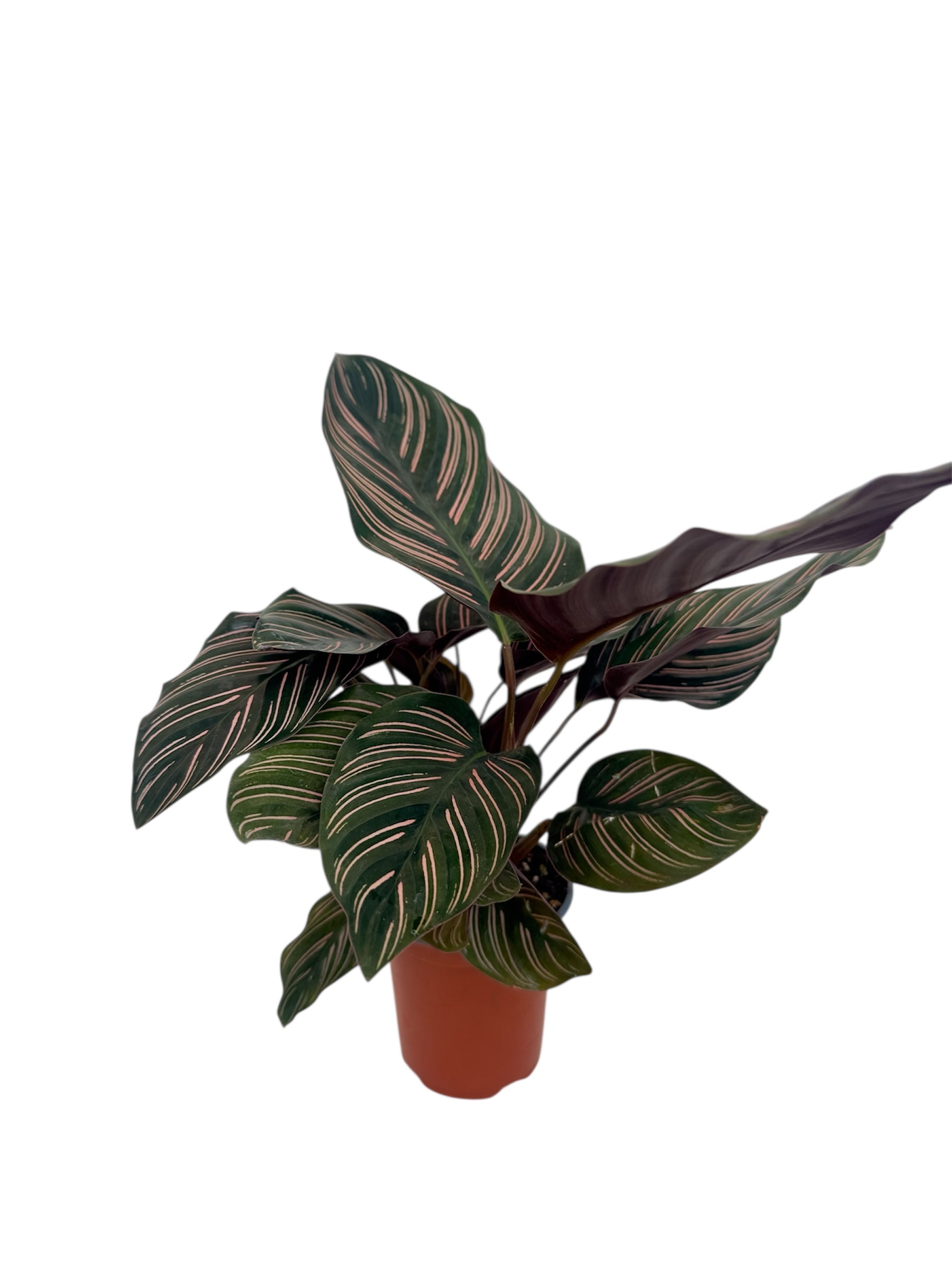 Καλαθέα Calathea ornata Φ9εκ.