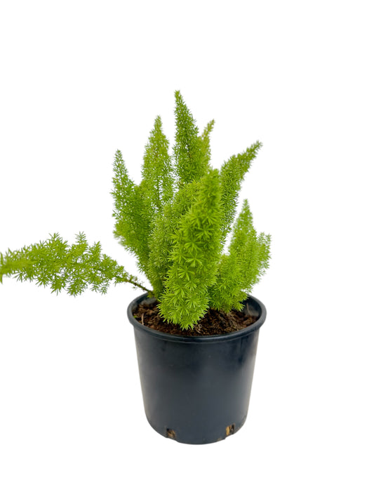 Σπαράγγι ουρά – Asparagus Φ16εκ.