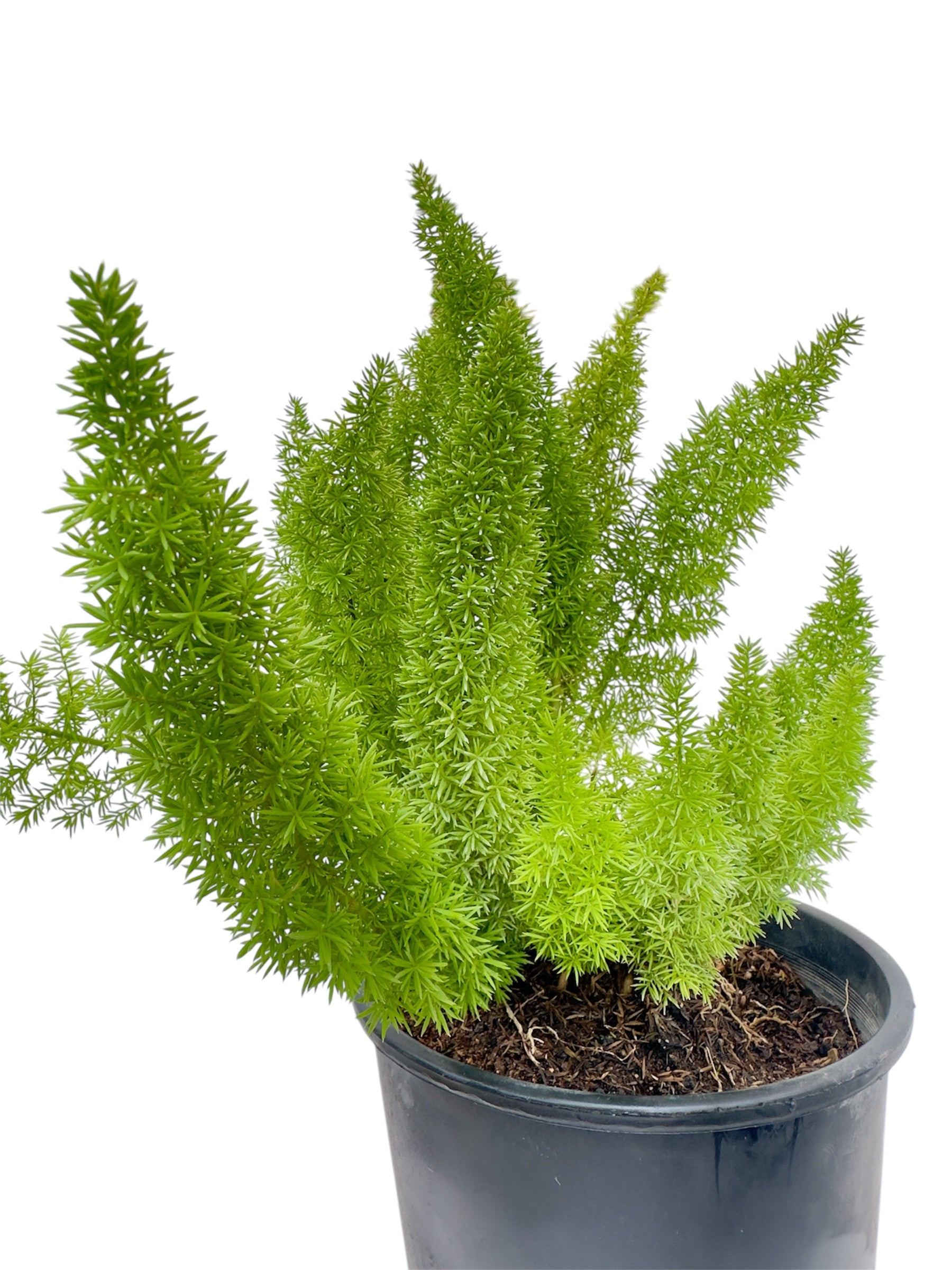 Σπαράγγι ουρά – Asparagus Φ16εκ.