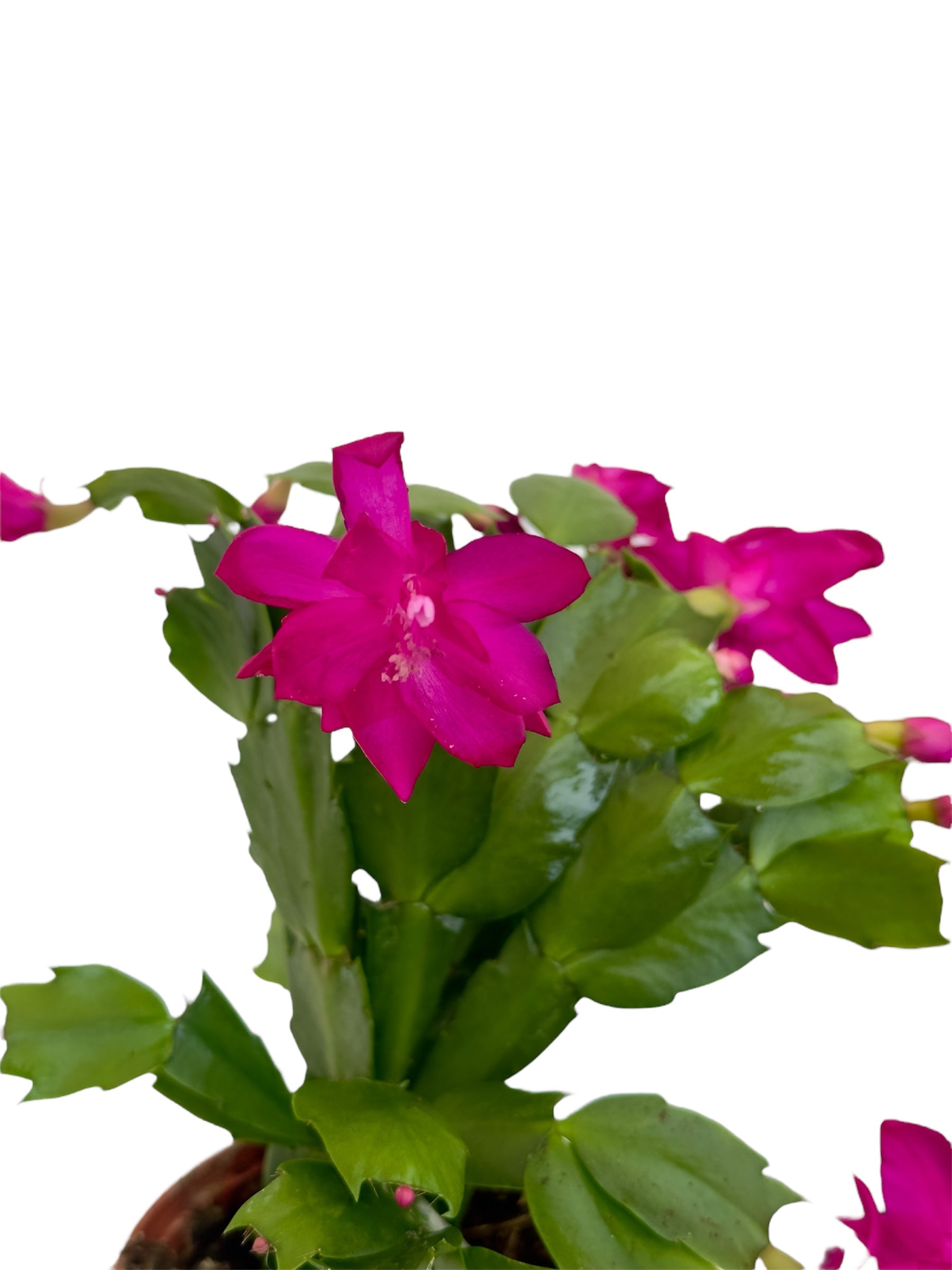 Παχύφυτο Επίφυλλο μωβ Φ11εκ.