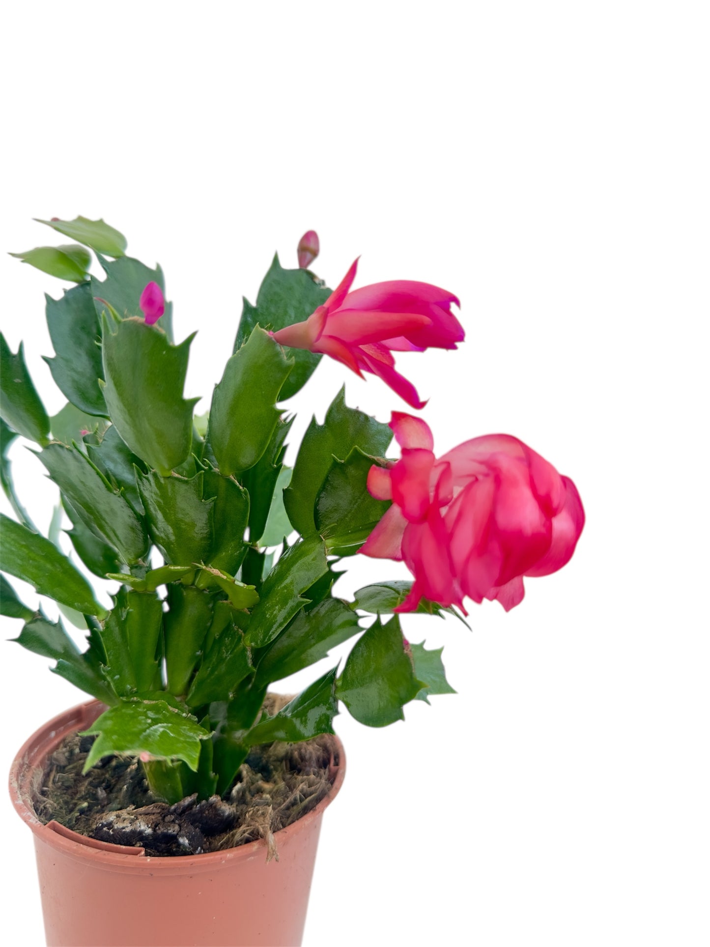 Παχύφυτο Επίφυλλο ροζ Φ11εκ.