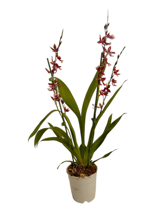 Ορχιδέα campria Φ12εκ.