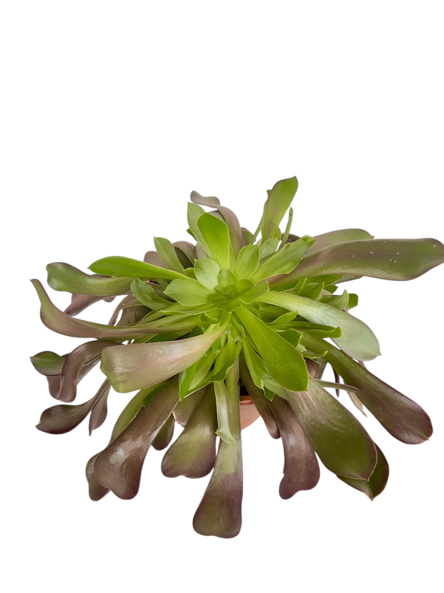 Παχύφυτο Αιώνιουμ - Aeonium Φ21εκ.