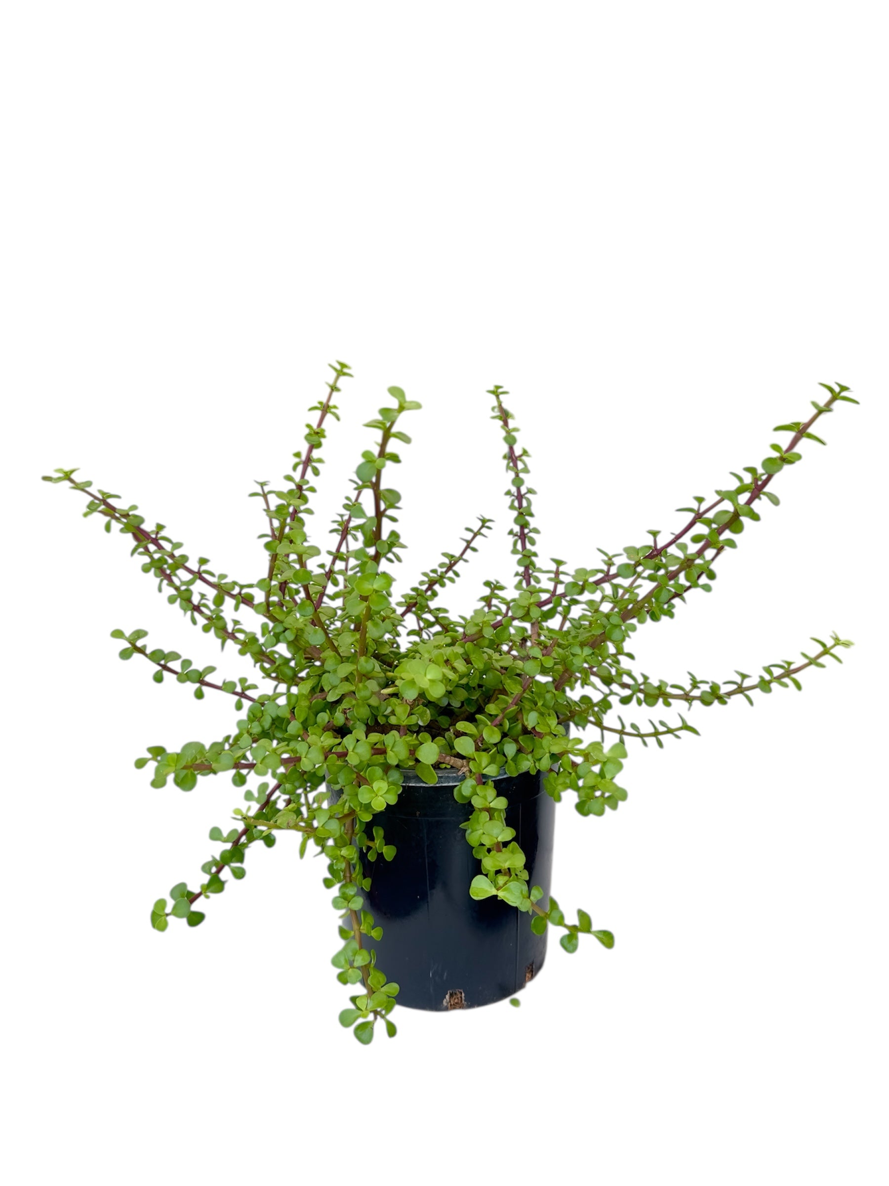 Παχύφυτο Υπομονή - Portulacaria afra Φ21εκ.