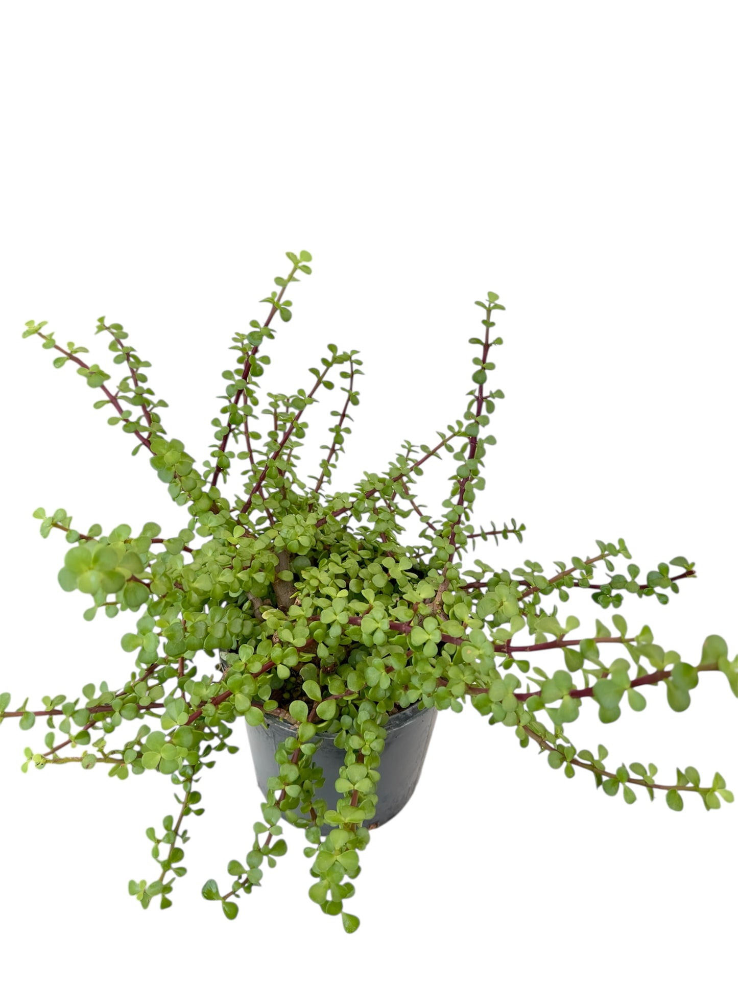 Παχύφυτο Υπομονή - Portulacaria afra Φ21εκ.