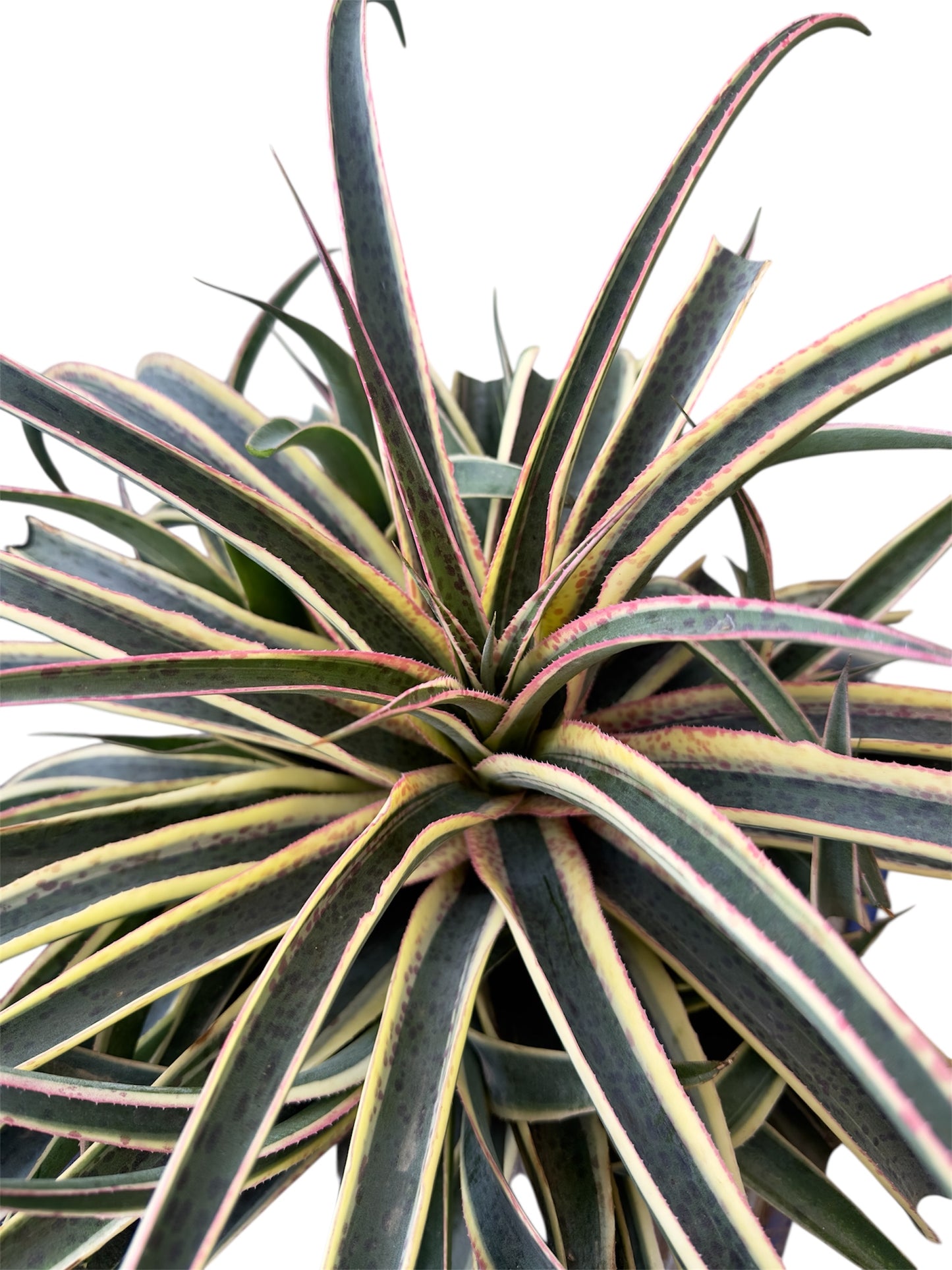 Παχύφυτο Magave Φ19εκ.