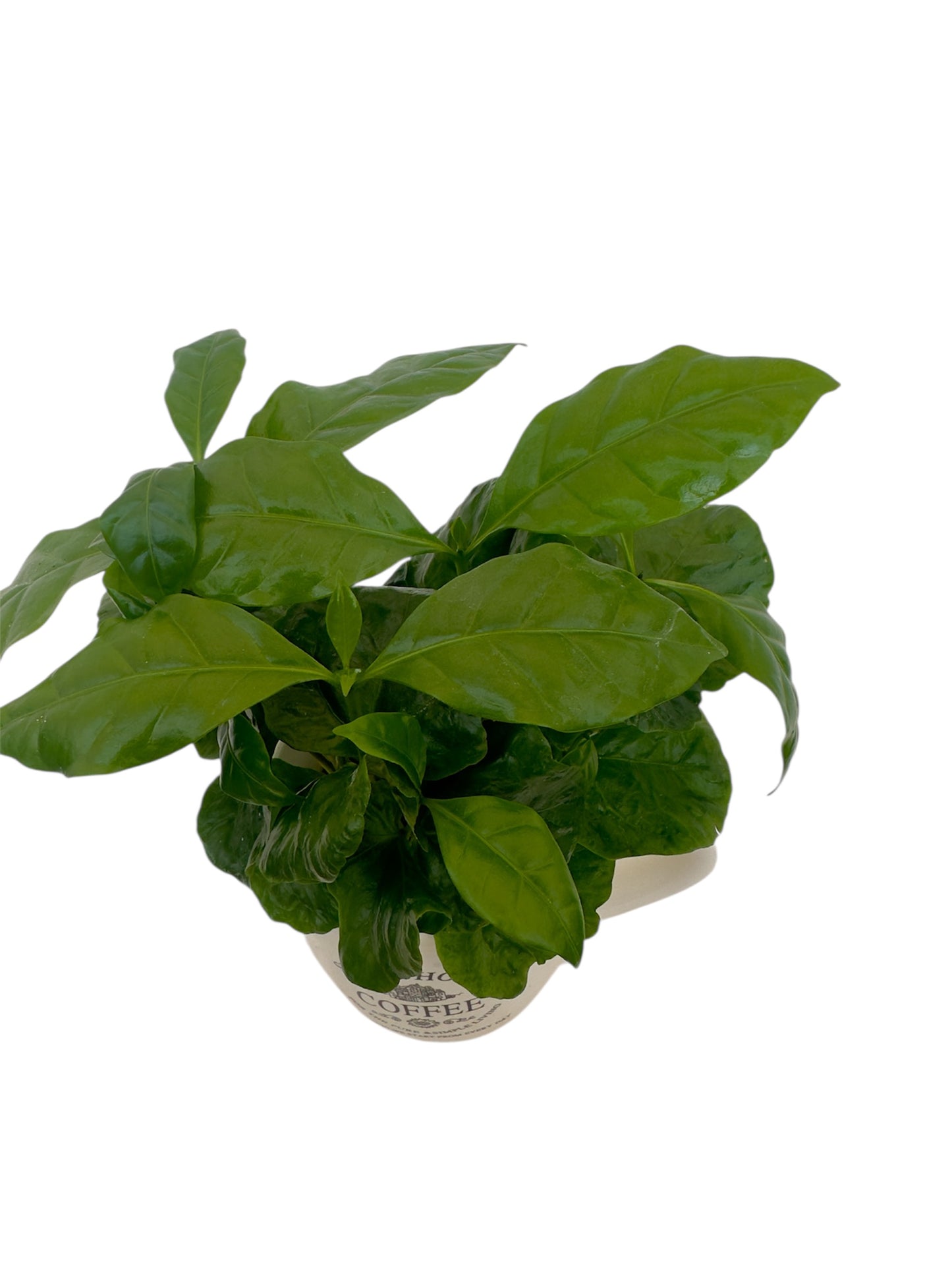 Καφεόδεντρο σε κασπώ κούπα