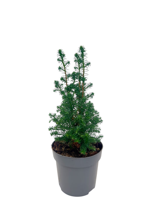 Χαμαικυπάρισσος Chamaecyparis ellwoodii Φ11εκ.