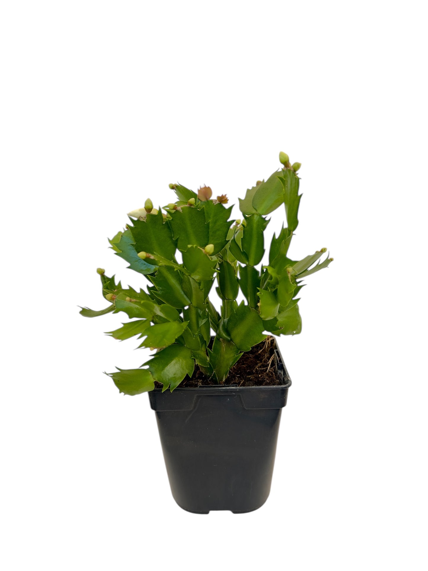 Παχύφυτο Επίφυλλο λευκό Φ11εκ.