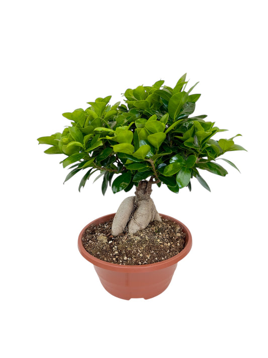 Μπονσάι φίκος – Ficus microcarpa Ginseng bonsai Φ23εκ.