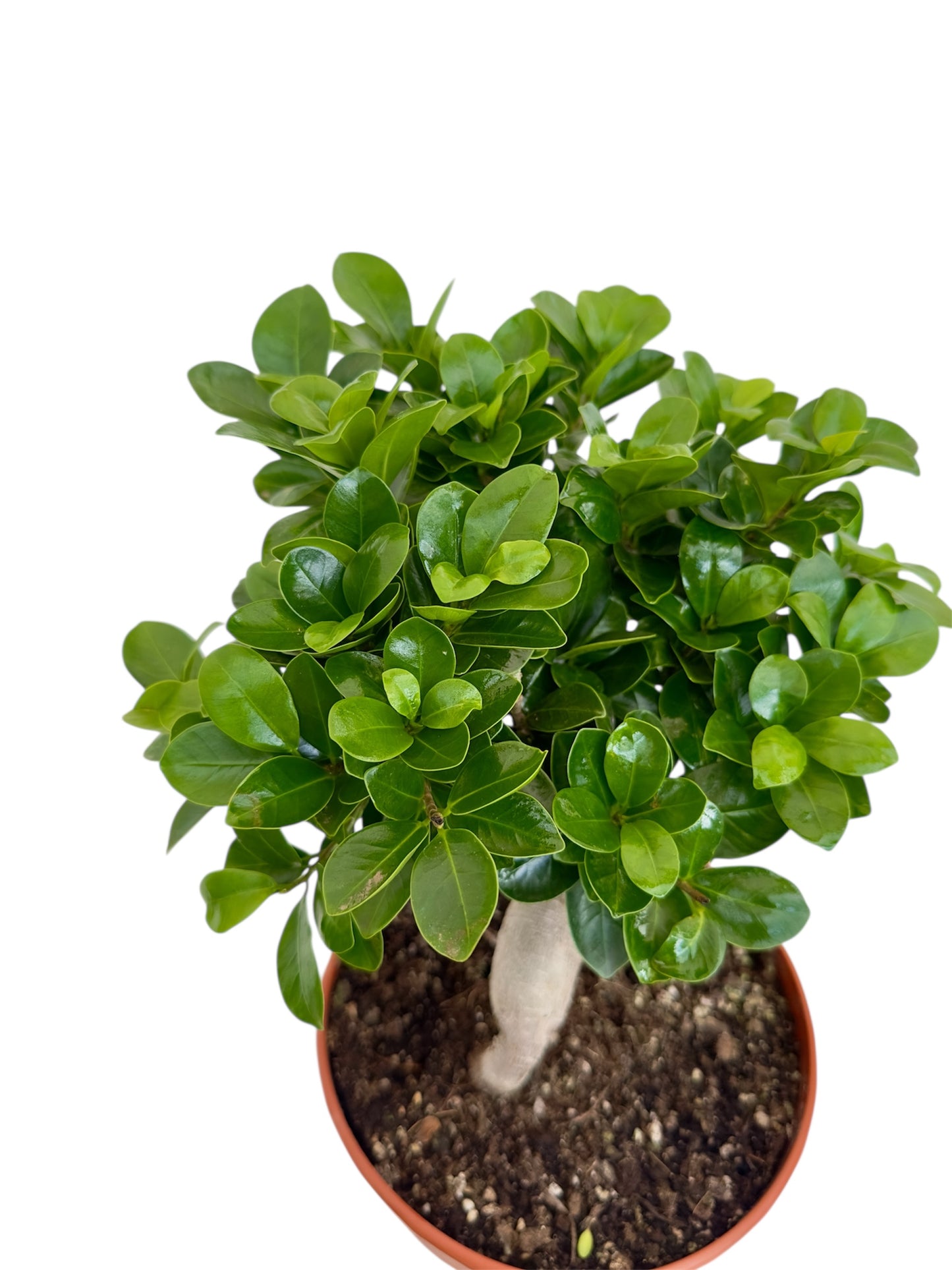 Μπονσάι φίκος – Ficus microcarpa Ginseng bonsai Φ20εκ.