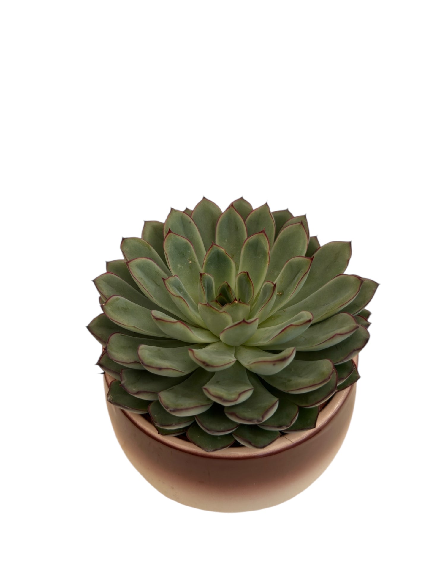 Κασπώ κεραμικό κεραμιδί 14*16