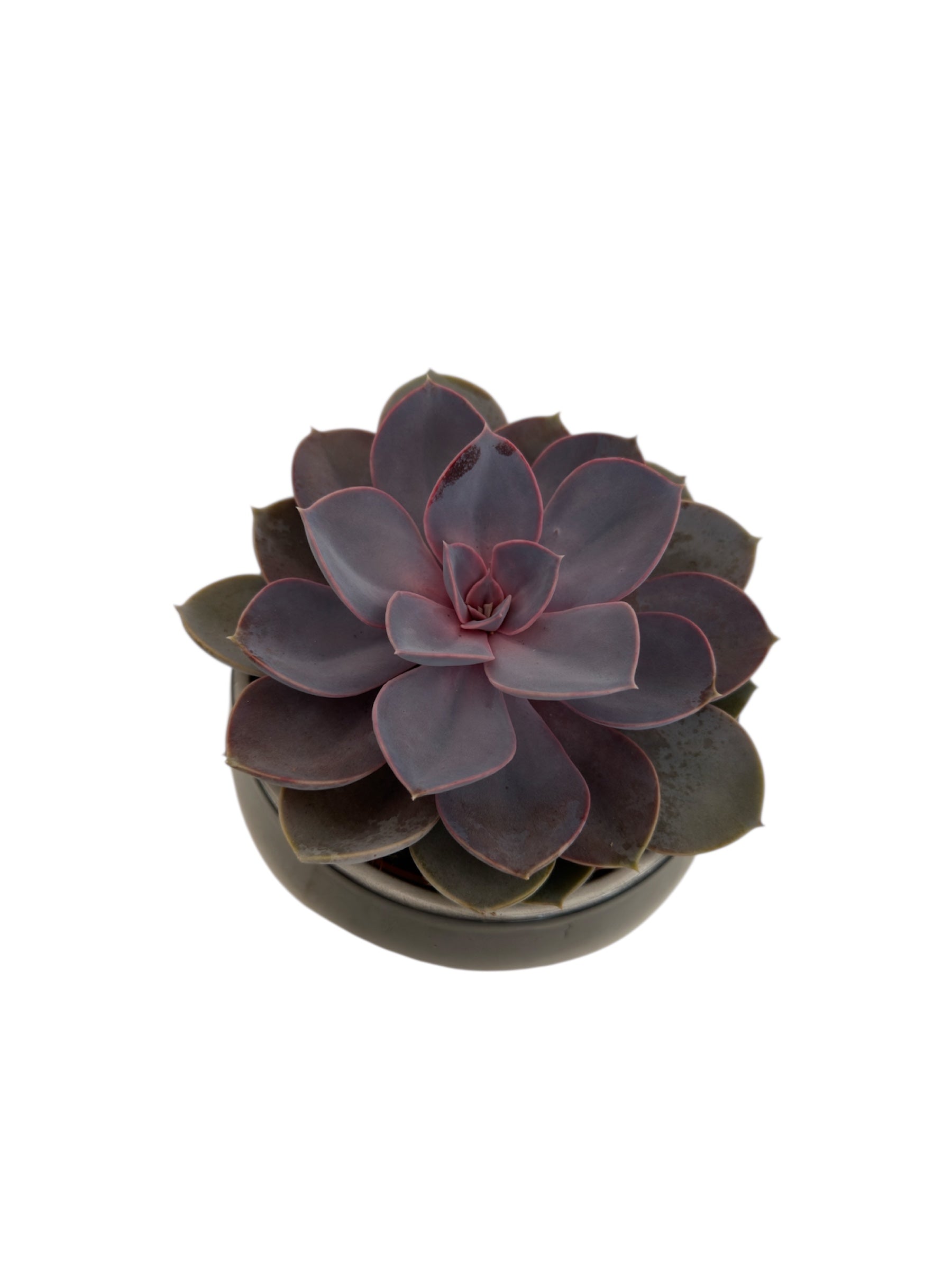 Κασπώ κεραμικό ανθρακί 14*16