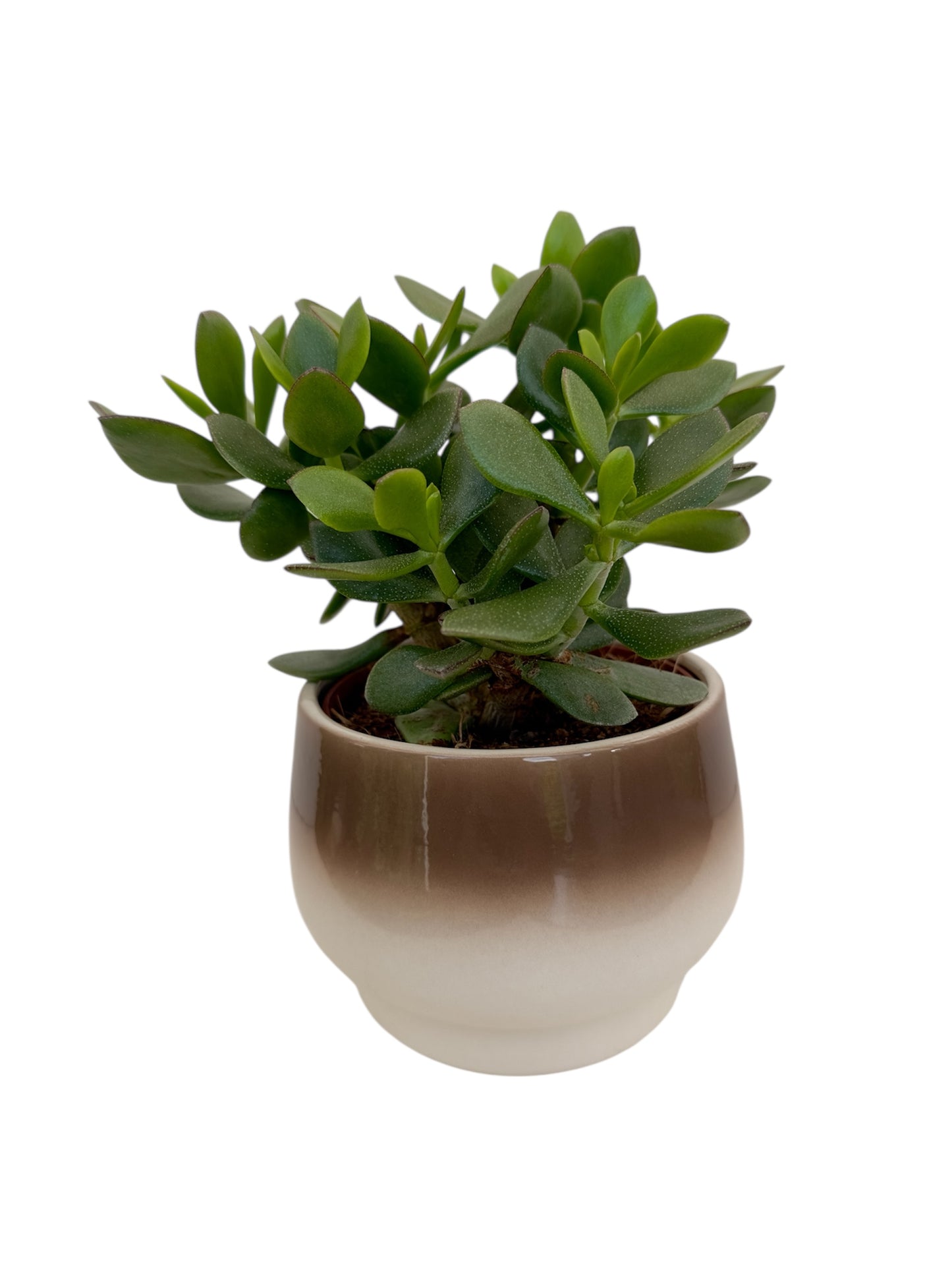 Κασπώ κεραμικό καφέ 14*25