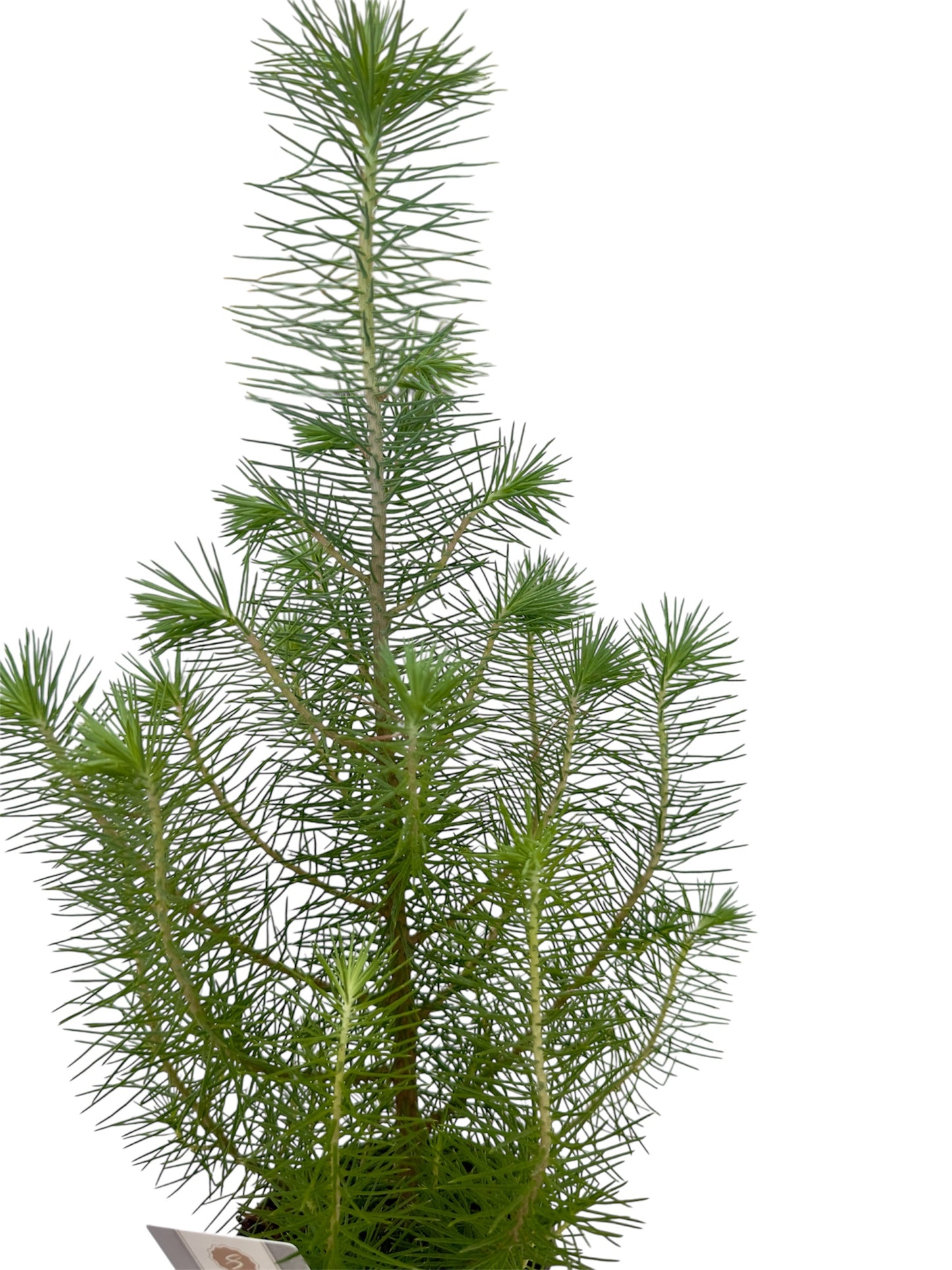 Πεύκο pinus pinea silver crest Φ10.5εκ.