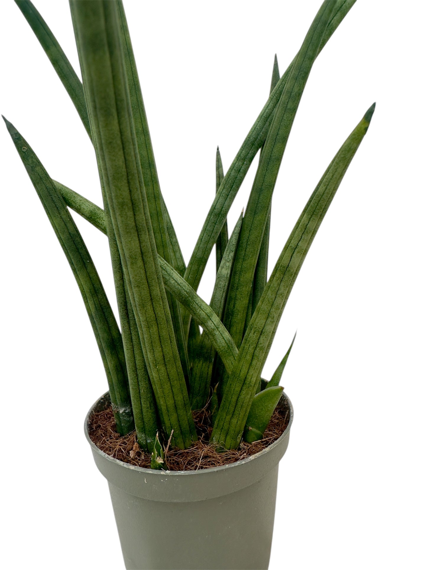 Σανσιβέρια - Sansevieria Φ8.5εκ.