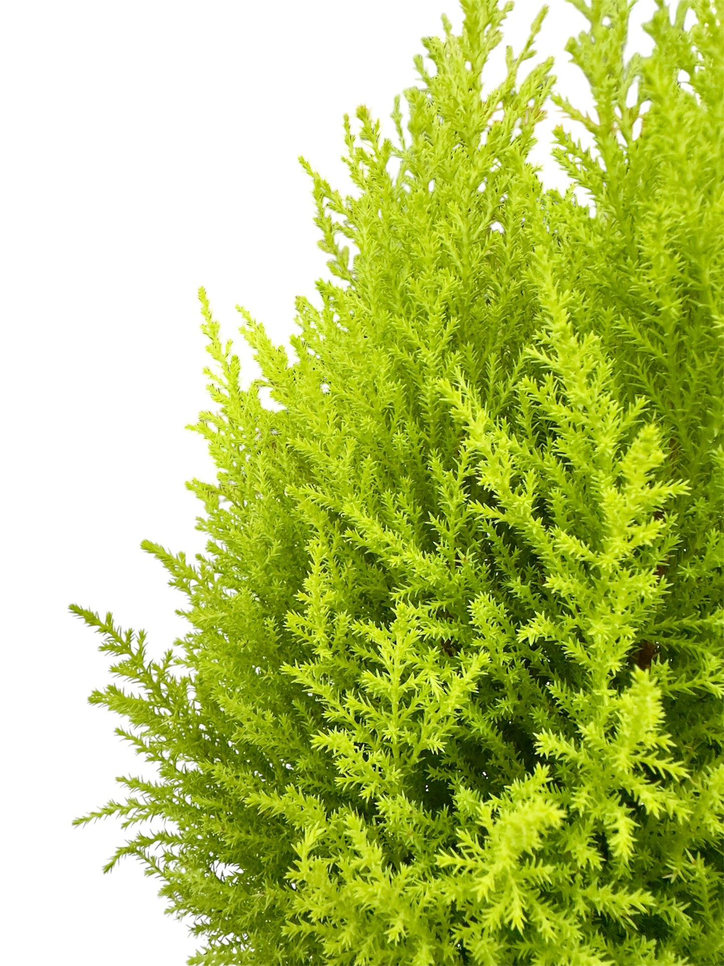 Gold crest wilma Φ15εκ