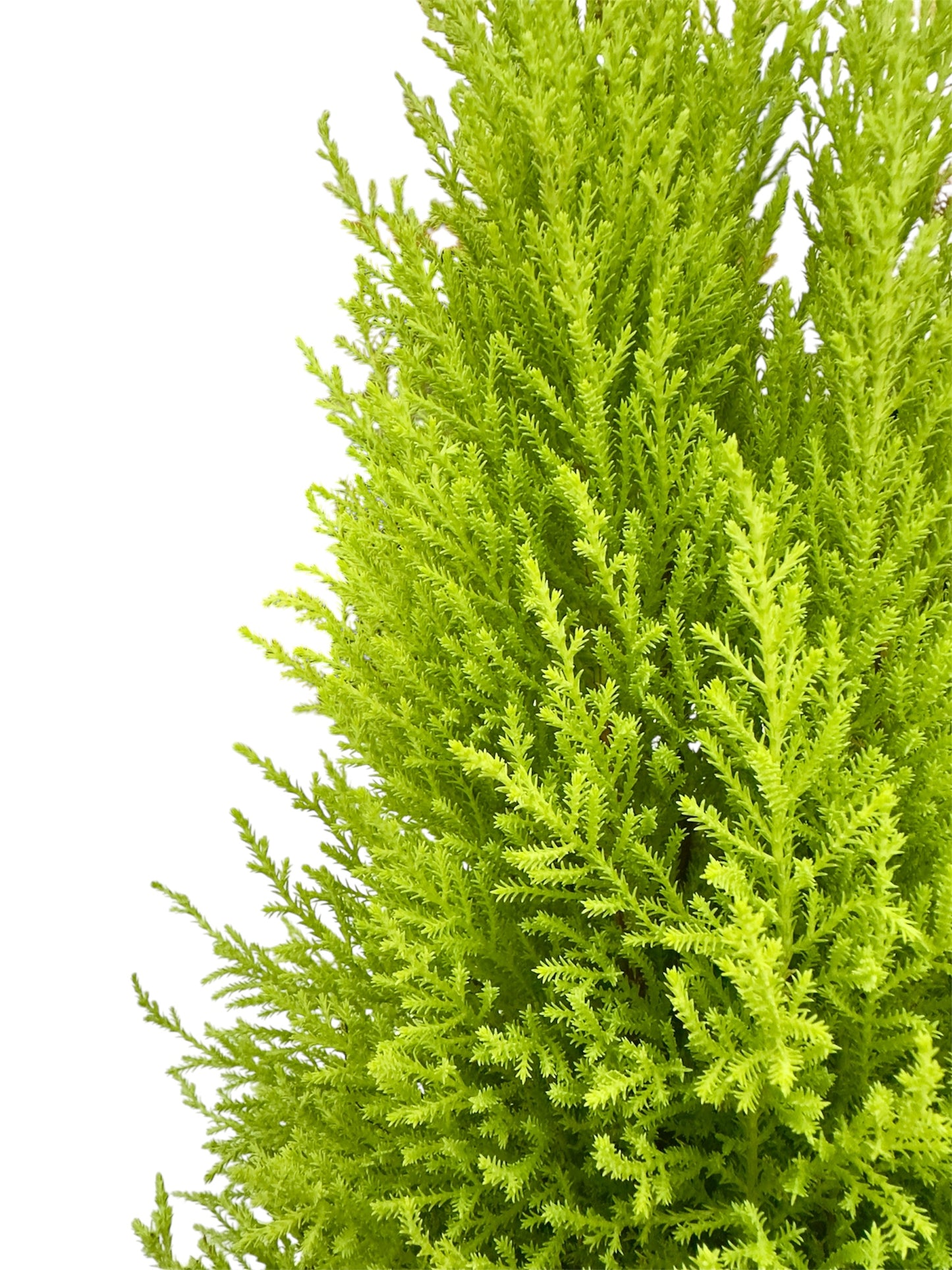 Gold crest wilma Φ19εκ