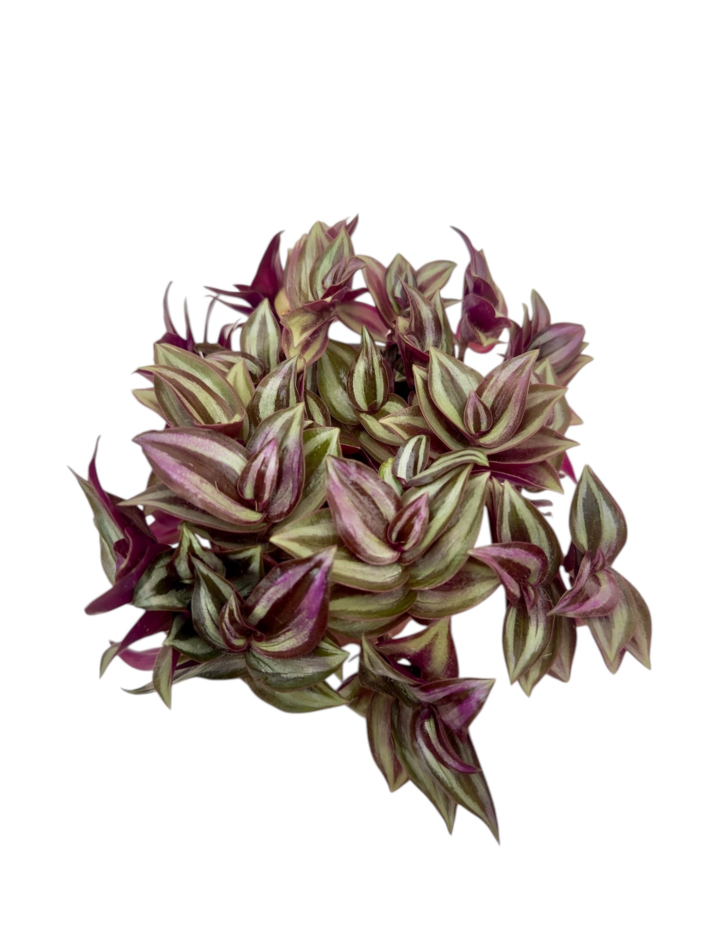 Τηλέγραφος Φ10.5εκ.