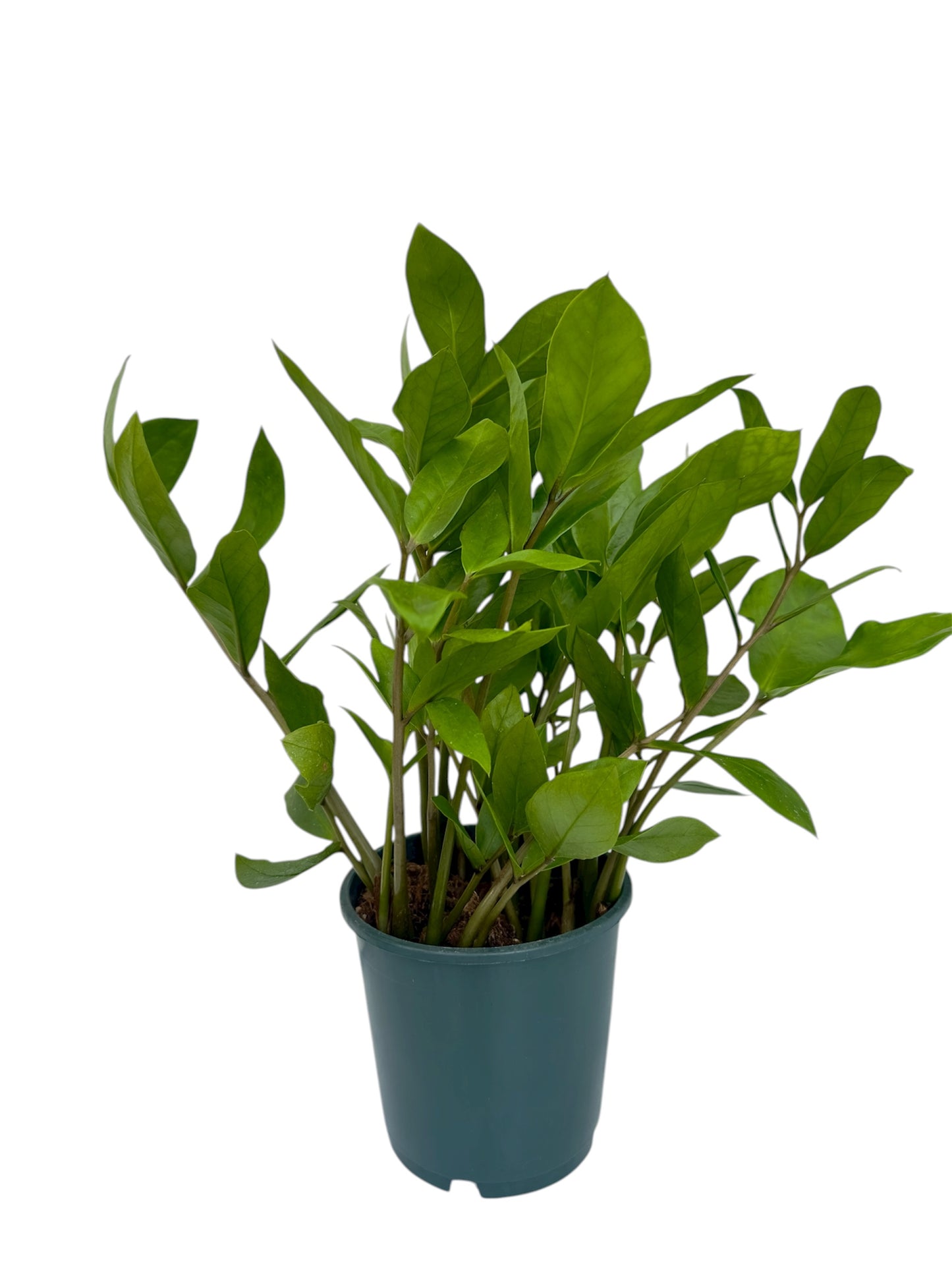 Ζάμια – Zamioculcas zamiifolia Φ14εκ.