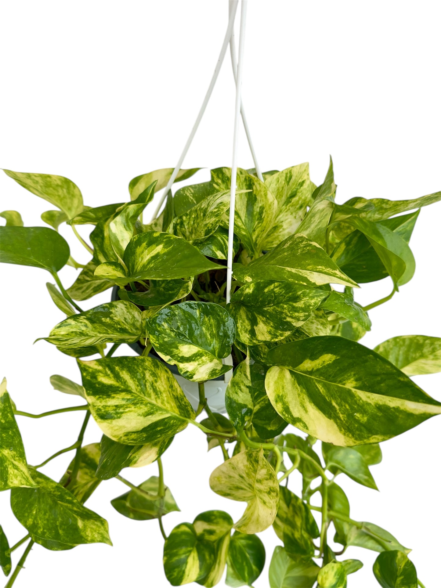 Πόθος Φ19εκ.