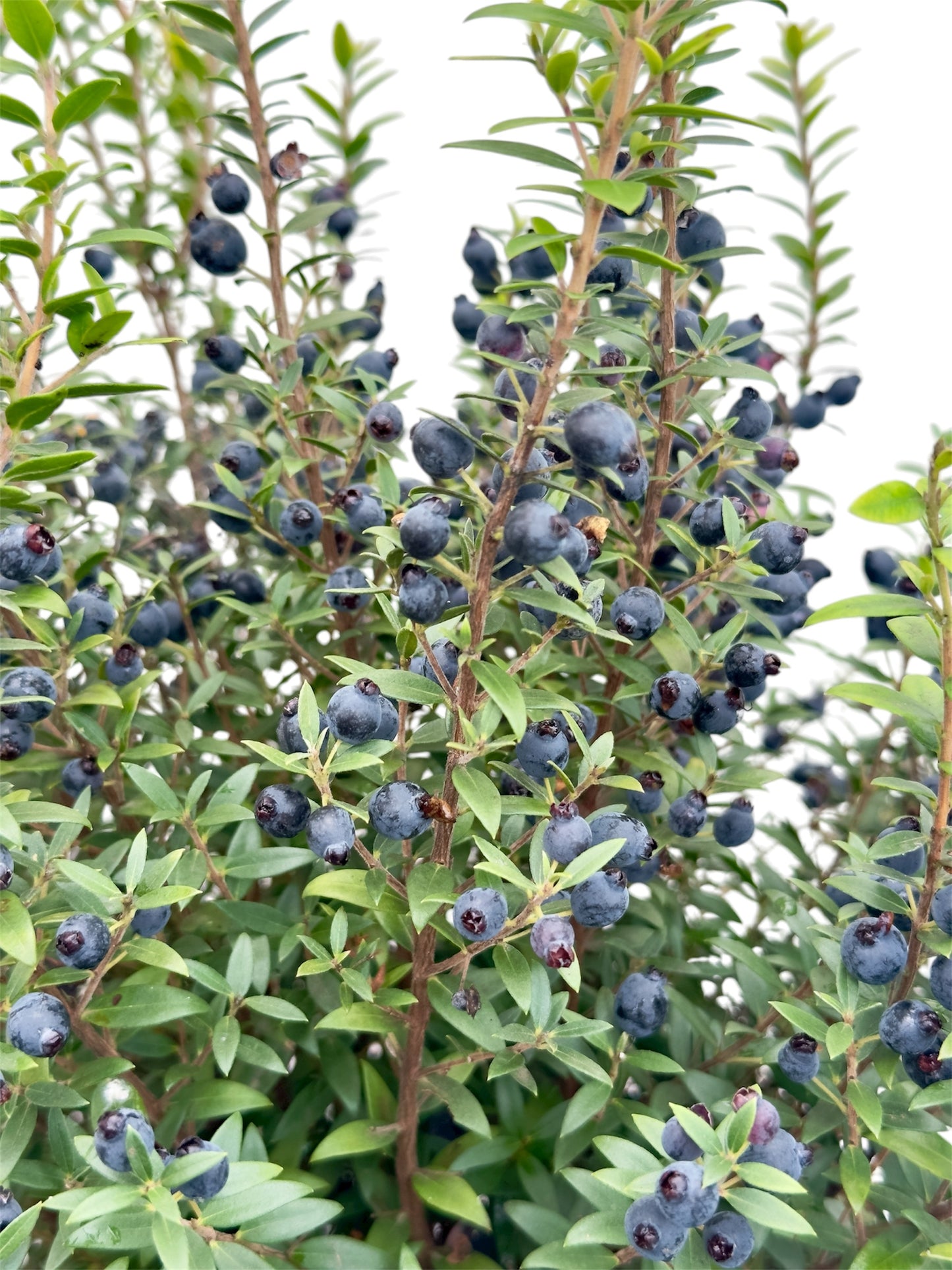 Μυρτιά Φ18εκ.