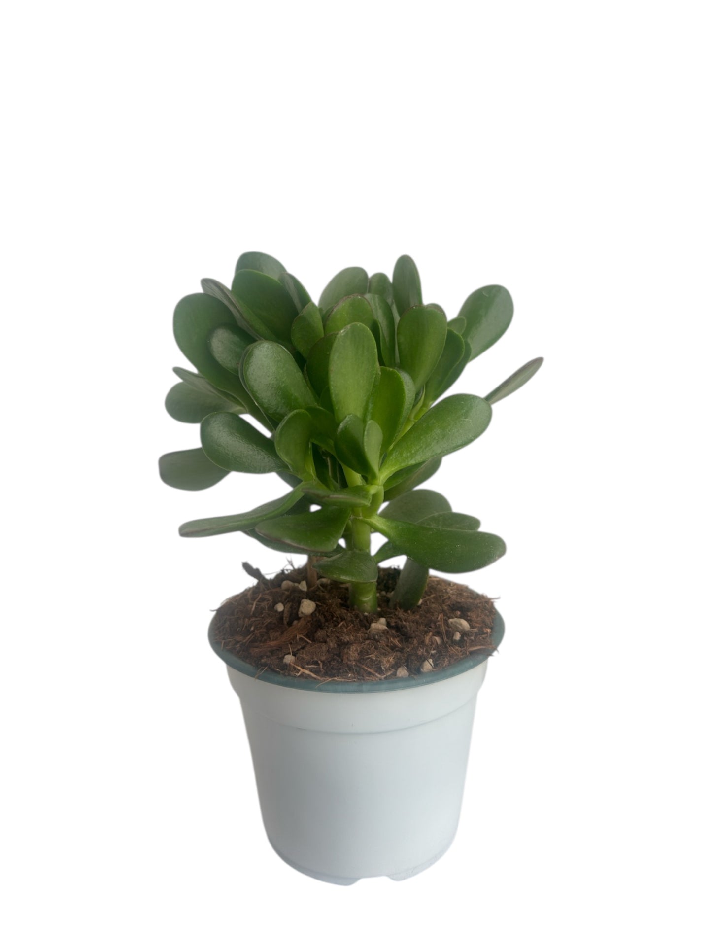 Παχύφυτο Crassula ovata Φ14εκ.