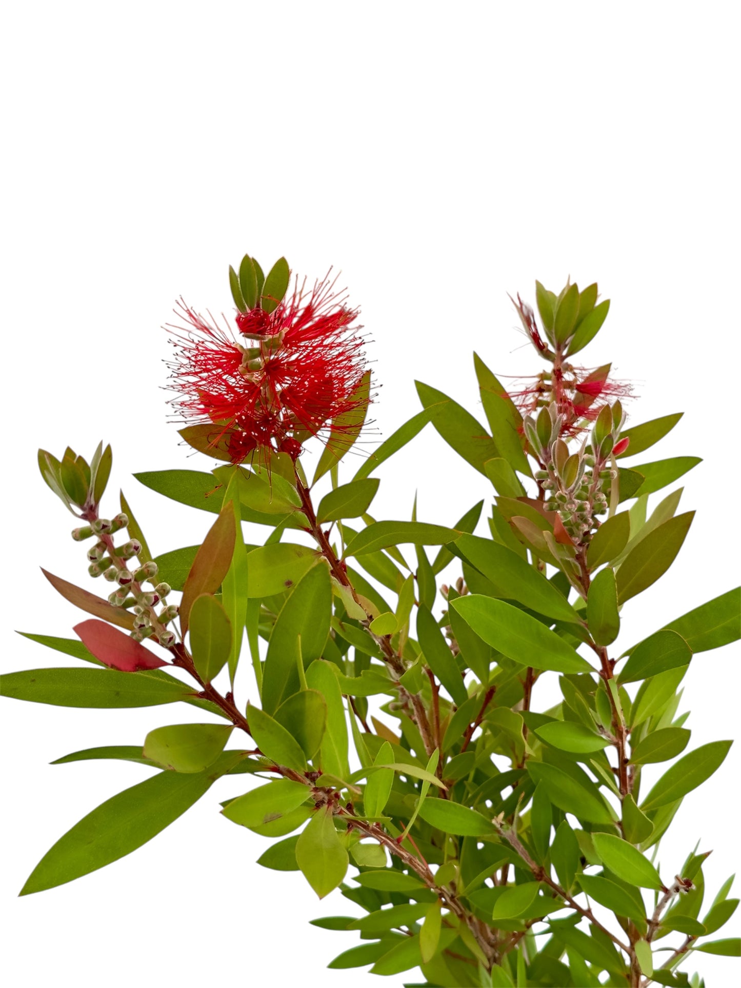 Καλλιστήμονας Φ 17εκ..