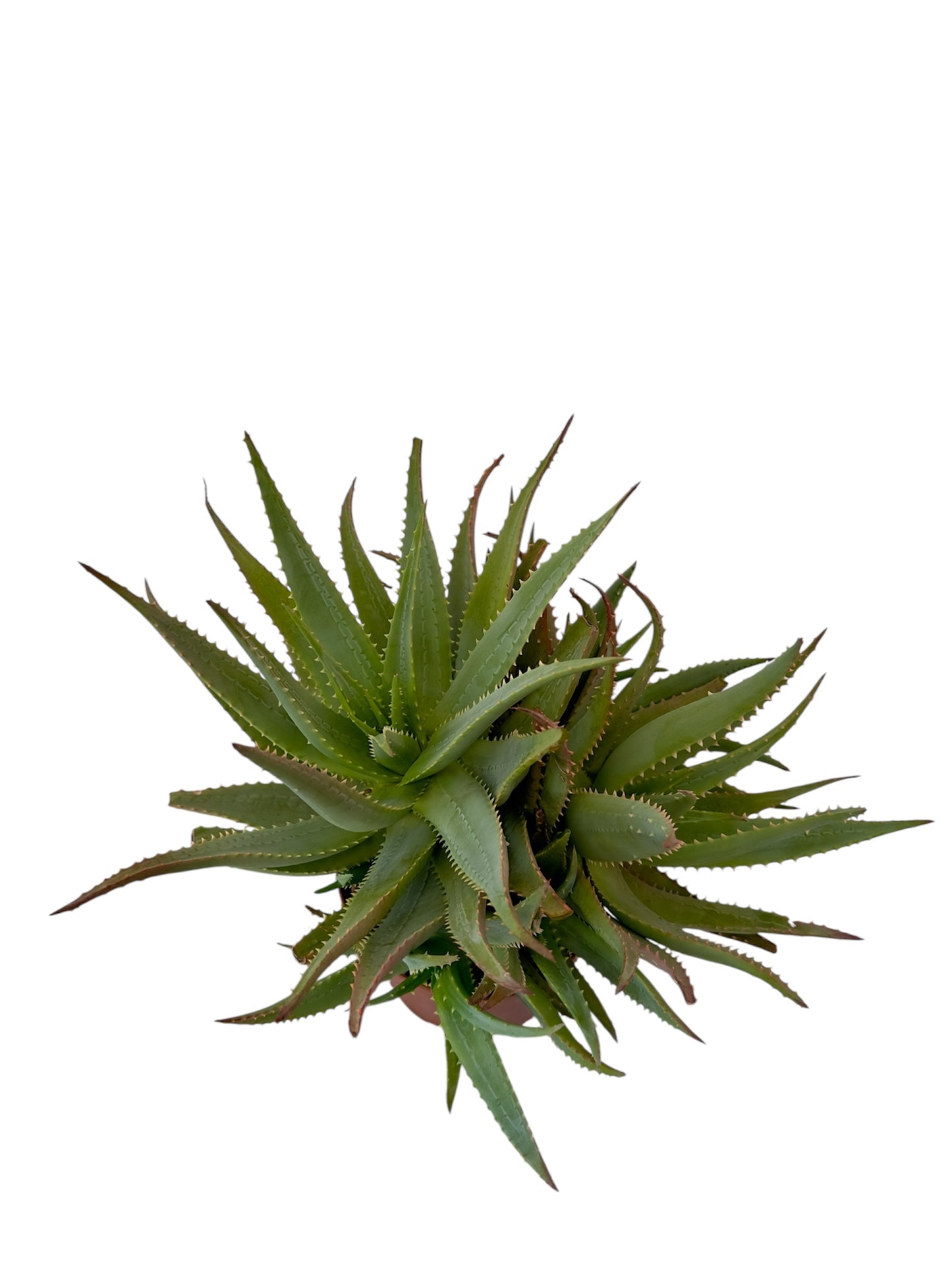 Παχύφυτο Aloe Φ19εκ.