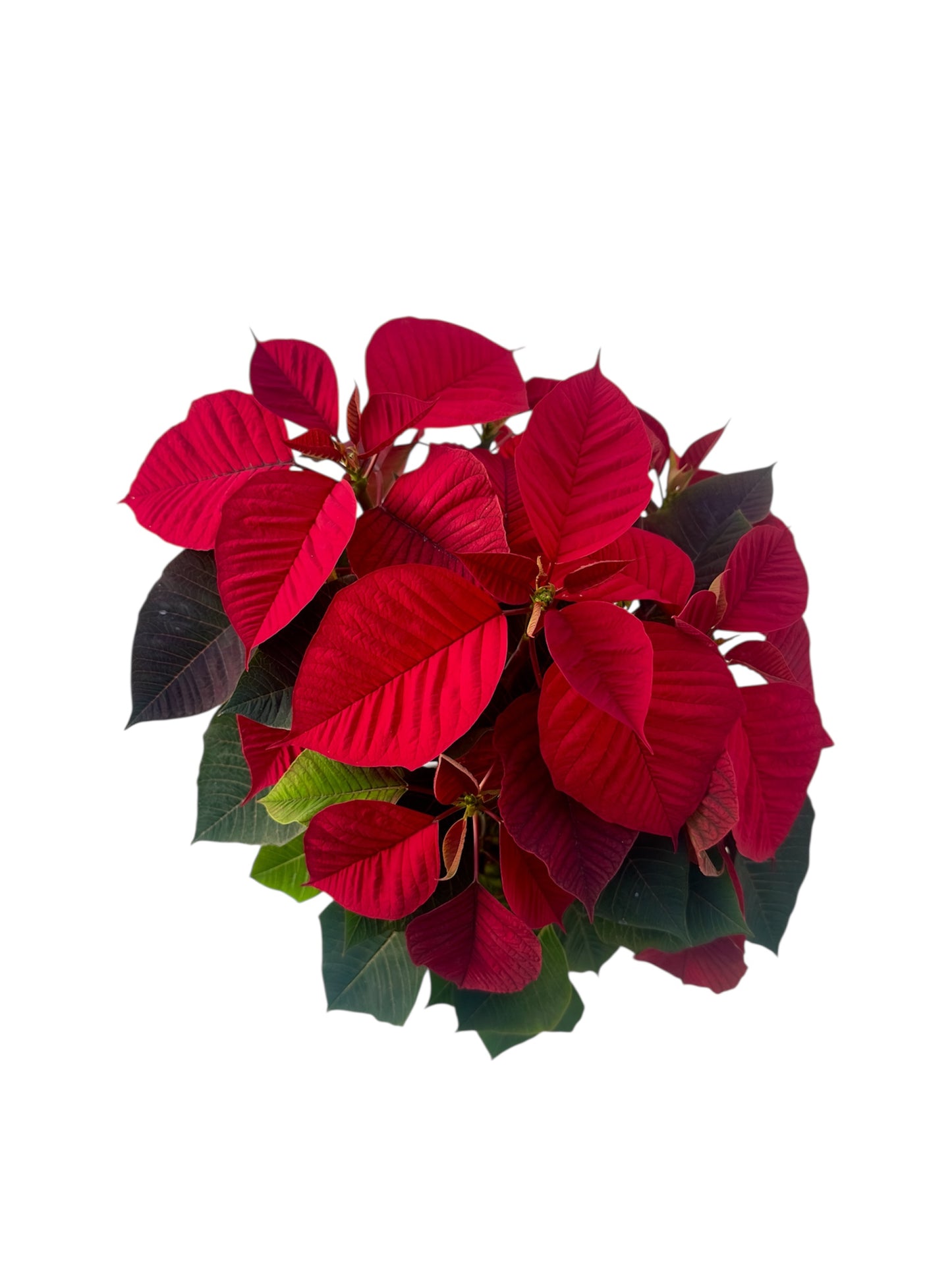 Αλεξανδρινό Φ15εκ.