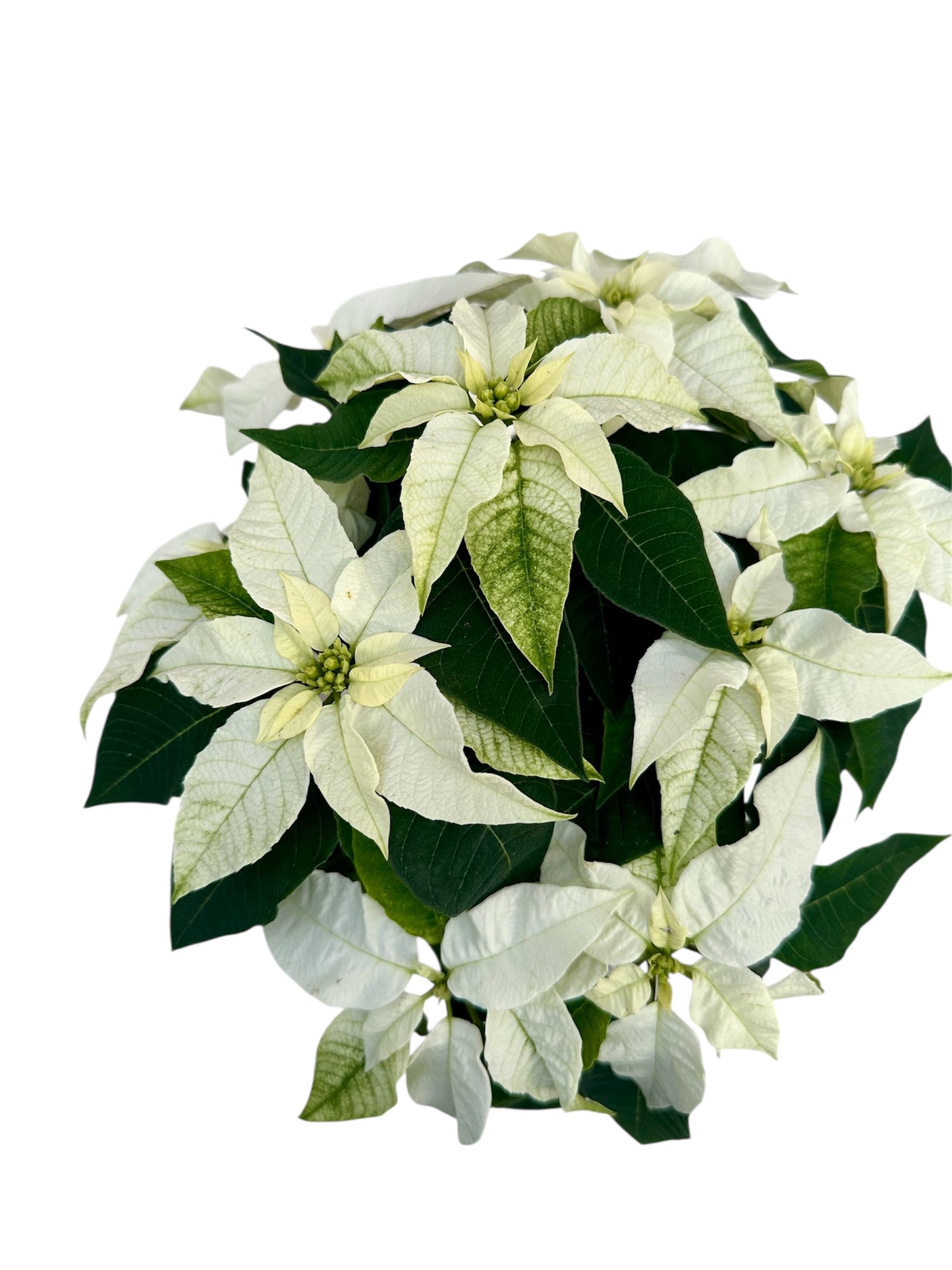 Αλεξανδρινό Λευκό Φ13εκ.